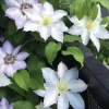 Purple Clematis Vine Live Plant - Perennial Flower Starter Plant in 2.5 Inch Pot - Image 1