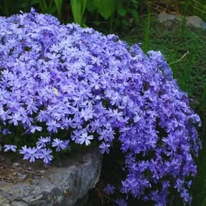 Purple Creeping Phlox Live Plant – Perennial – 4 to 6 Inch Starter Plant - Image 5