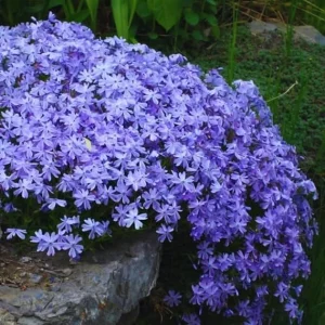Purple Creeping Phlox Live Plant – Perennial – 4 to 6 Inch Starter Plant - Image 7