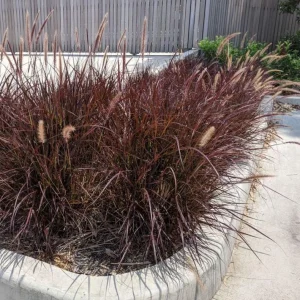 Purple Fountain Grass Live Plant – Pennisetum Setaceum Starter – 5-9 Inch Tall Ornamental Grass - Image 10