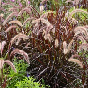 Purple Fountain Grass Live Plant – Pennisetum Setaceum Starter – 5-9 Inch Tall Ornamental Grass - Image 4