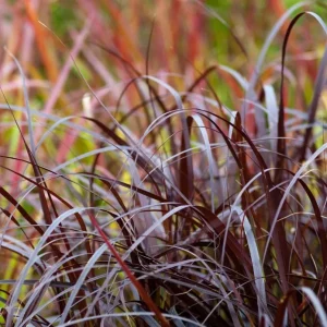Purple Fountain Grass Live Plant – Pennisetum Setaceum Starter – 5-9 Inch Tall Ornamental Grass - Image 6
