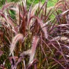 Purple Fountain Grass Live Plant – Pennisetum Setaceum Starter – 5-9 Inch Tall Ornamental Grass - Image 1