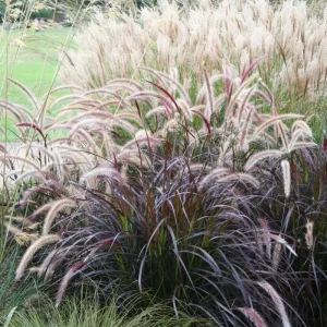 Purple Fountain Grass Live Plant – Pennisetum Setaceum Starter – 5-9 Inch Tall Ornamental Grass - Image 9