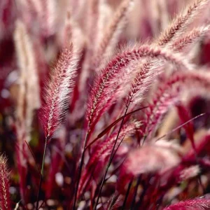 Purple Fountain Grass Live Plant - Set of 2 Ornamental Grasses 5-8 Inch Tall - Image 3