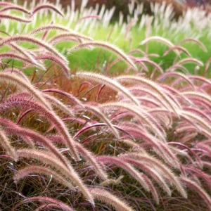 Purple Fountain Grass Live Plant - Set of 2 Ornamental Grasses 5-8 Inch Tall - Image 6