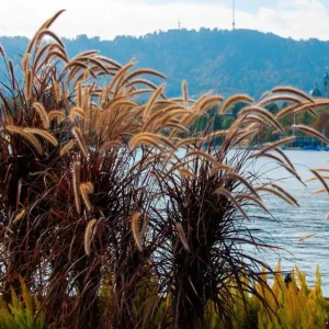 Purple Fountain Grass Live Plant - Set of 2 Ornamental Grasses 5-8 Inch Tall - Image 1