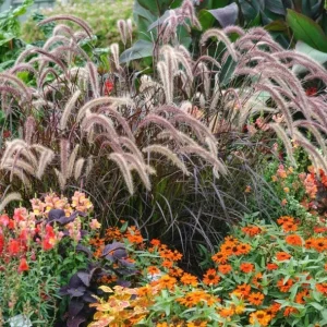 Purple Fountain Grass Live Plant - Set of 2 Ornamental Grasses 5-8 Inch Tall - Image 8