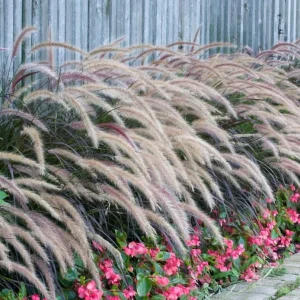 Purple Fountain Grass Live Plant - Set of 2 Ornamental Grasses 5-8 Inch Tall - Image 9