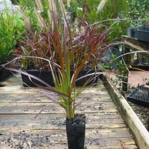 Purple Fountain Grass Live Plant – Set of 3 Starter Plants – 5-9 Inches Tall – Pennisetum Setaceum Ornamental Grass - Image 10