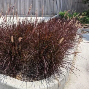 Purple Fountain Grass Live Plant – Set of 3 Starter Plants – 5-9 Inches Tall – Pennisetum Setaceum Ornamental Grass - Image 2