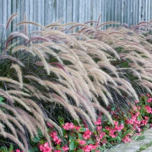Purple Fountain Grass Live Plant – Set of 3 Starter Plants – 5-9 Inches Tall – Pennisetum Setaceum Ornamental Grass - Image 4