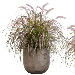 Purple Fountain Grass Live Plant – Set of 3 Starter Plants – 5-9 Inches Tall – Pennisetum Setaceum Ornamental Grass - Image 5
