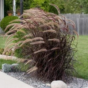 Purple Fountain Grass Live Plant – Set of 3 Starter Plants – 5-9 Inches Tall – Pennisetum Setaceum Ornamental Grass - Image 6