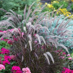 Purple Fountain Grass Live Plant – Set of 3 Starter Plants – 5-9 Inches Tall – Pennisetum Setaceum Ornamental Grass - Image 7