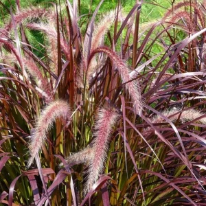 Purple Fountain Grass Live Plant – Set of 3 Starter Plants – 5-9 Inches Tall – Pennisetum Setaceum Ornamental Grass - Image 8