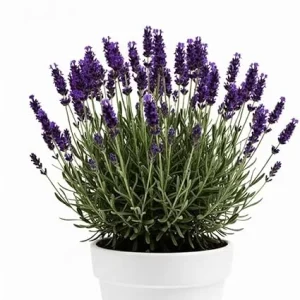 Purple French Lavender Live Plant – 4 inch Pot – Fragrant Herb for Garden & Container - Image 4