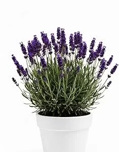 Purple French Lavender Live Plant – 4 inch Pot – Fragrant Herb for Garden & Container - Image 7