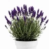Purple French Lavender Live Plant – 4 inch Pot – Fragrant Herb for Garden & Container - Image 1