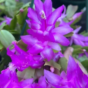 Purple Holiday Cactus Live Plant – Christmas & Thanksgiving Cactus – 4-6 Inch Tall Succulent - Image 3