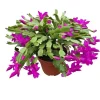 Purple Holiday Cactus Live Plant – Christmas & Thanksgiving Cactus – 4-6 Inch Tall Succulent - Image 1