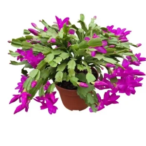 Purple Holiday Cactus Live Plant – Christmas & Thanksgiving Cactus – 4-6 Inch Tall Succulent - Image 1