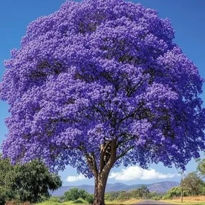 Purple Jacaranda Live Plant – 6-12'' Tall Flowering Tree – Outdoor - Image 1
