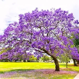 Purple Jacaranda Tree Live Plant - Jacaranda Mimosifolia - 7-12 Inch Tall - Outdoor - Image 3