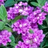Purple Lantana Live Plants, 5-9 Inches Tall, Outdoor, Bare Root - Image 1