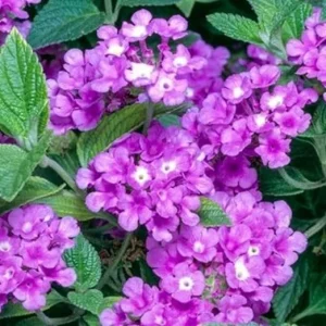Purple Lantana Live Plants, 5-9 Inches Tall, Outdoor, Bare Root - Image 5