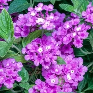 Purple Lantana Live Plants, 5-9 Inches Tall, Outdoor, Bare Root - Image 6