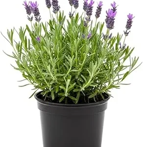 Purple Lavender Live Plant - Lavandula Starter Plant in 4 Inch Pot for Outdoor - Image 3