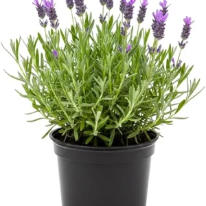 Purple Lavender Live Plant - Lavandula Starter Plant in 4 Inch Pot for Outdoor - Image 4