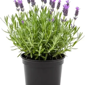Purple Lavender Live Plant - Lavandula Starter Plant in 4 Inch Pot for Outdoor - Image 5