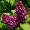 Purple Lilac Live Plant – Fragrant Syringa Flower – 6 to 8 Inch Tall Dormant Starter Plant – Outdoor - Image 1