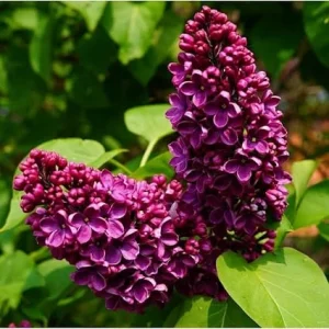 Purple Lilac Live Plant – Fragrant Syringa Flower – 6 to 8 Inch Tall Dormant Starter Plant – Outdoor - Image 4