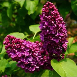 Purple Lilac Live Plant – Fragrant Syringa Flower – 6 to 8 Inch Tall Dormant Starter Plant – Outdoor - Image 7