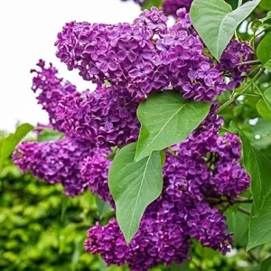 Purple Lilac Live Plant – Fragrant Syringa Shrub – 6-10 Inch Tall – Outdoor - Image 3