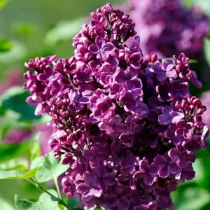 Purple Lilac Live Plant, Hardy Fragrant Shrub, 4 Inch Pot, Outdoor Flowering Bush - Image 5