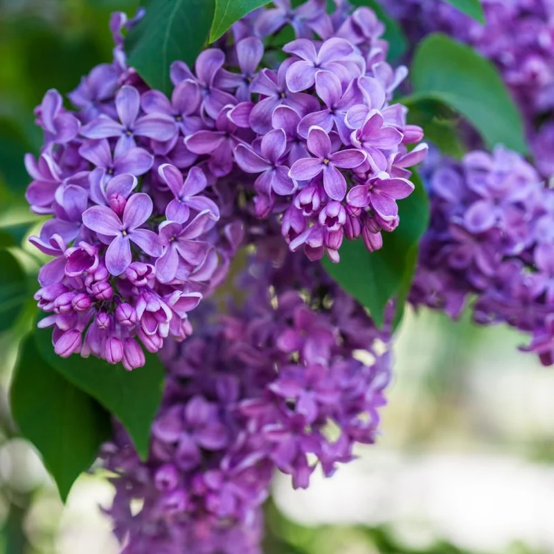 Purple Lilac Live Plant, Hardy Shrub, 4 Inch Pot, Outdoor Flowering Bush - Image 2