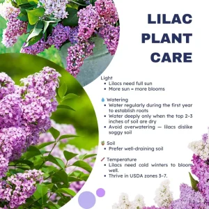 Purple Lilac Live Plant, Hardy Shrub, 4 Inch Pot, Outdoor Flowering Bush - Image 3