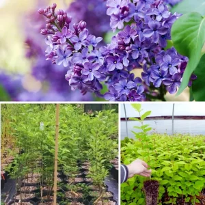 Purple Lilac Live Plant, Hardy Shrub, 4 Inch Pot, Outdoor Flowering Bush - Image 5