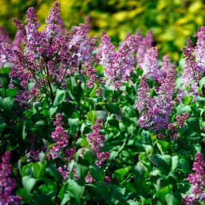 Purple Lilac Live Plant, Hardy Shrub, 4 Inch Pot, Outdoor Flowering Bush - Image 6