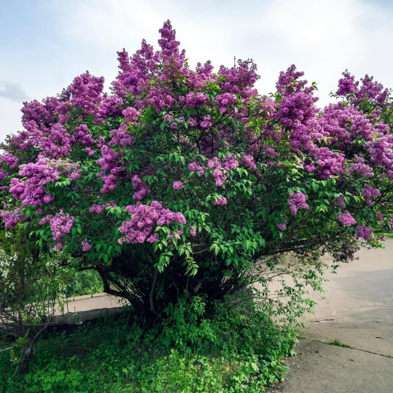 Purple Lilac Live Plant, Hardy Shrub, 4 Inch Pot, Outdoor Flowering Bush - Image 7