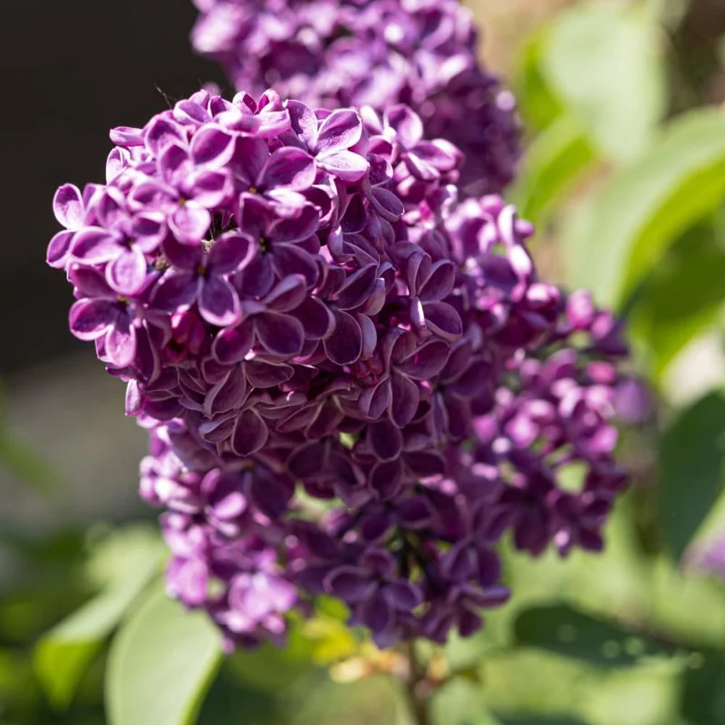 Purple Lilac Live Plant, Hardy Shrub, 4 Inch Pot, Outdoor Flowering Bush - Image 8