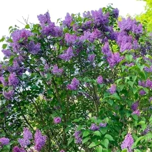 Purple Lilac Tree Live Plant 1-2 Ft Tall - Fragrant Hardy Outdoor Shrub - Image 2