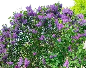 Purple Lilac Tree Live Plant 1-2 Ft Tall - Fragrant Hardy Outdoor Shrub - Image 3