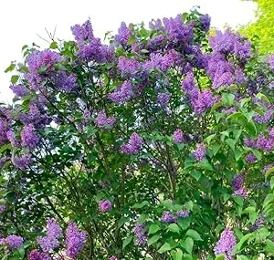 Purple Lilac Tree Live Plant 1-2 Ft Tall - Fragrant Hardy Outdoor Shrub - Image 4