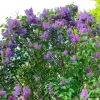 Purple Lilac Tree Live Plant 1-2 Ft Tall - Fragrant Hardy Outdoor Shrub - Image 1