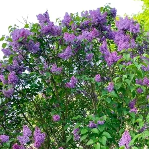 Purple Lilac Tree Live Plant - Fragrant Syringa Shrub 2-3 Ft Tall, Hardy - Image 1